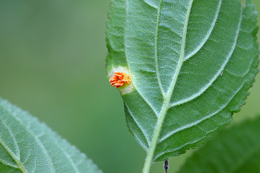 Crown rust of grasses fungi (Puccinia Series coronata). Infect leaf of  common buckthorn (Rhamnus cathartica).