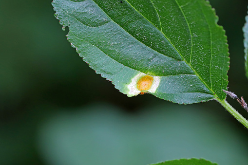 Crown rust of grasses fungi (Puccinia Series coronata). Infect leaf of  common buckthorn (Rhamnus cathartica).