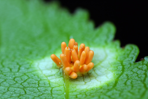 Crown rust of grasses fungi (Puccinia Series coronata). Infect leaf of  common buckthorn (Rhamnus cathartica).