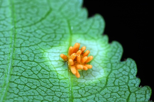 Crown rust of grasses fungi (Puccinia Series coronata). Infect leaf of  common buckthorn (Rhamnus cathartica).