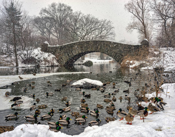 istock Gapstow Bridge in Central Park,snow storm 1927064006