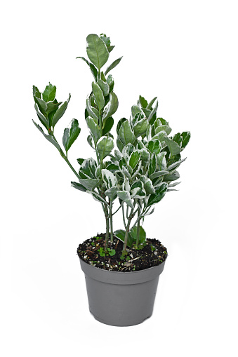 Potted 'Euonymus Japonicus Kathy' spindle tree plant on white background