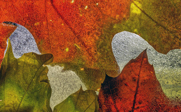 istock Autumn leaves in forest,frozen 1927066162