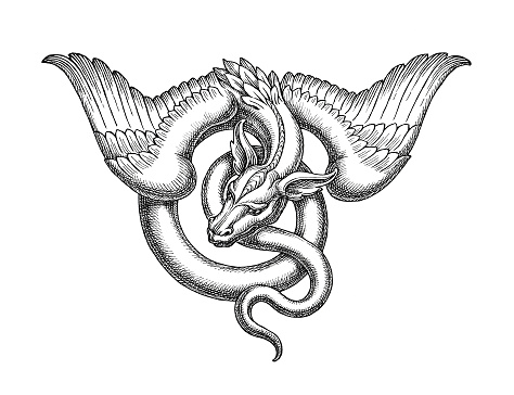 Hand drawn illustration in the engraving style, medieval winged dragon.
