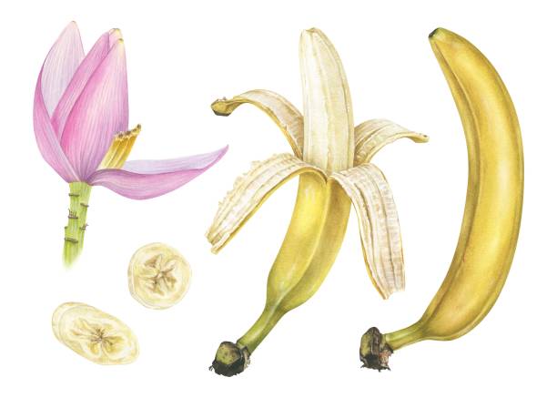 바나나 세트 수채화 그림입니다. 과일 조각과 꽃. 고립된 흰색 배경에 손으로 그린 클립 아트입니다. 달콤한 열대 음식의 그림입니다. 여름 이국적인 식물의 그림 - banana peeled banana peel white background stock illustrations