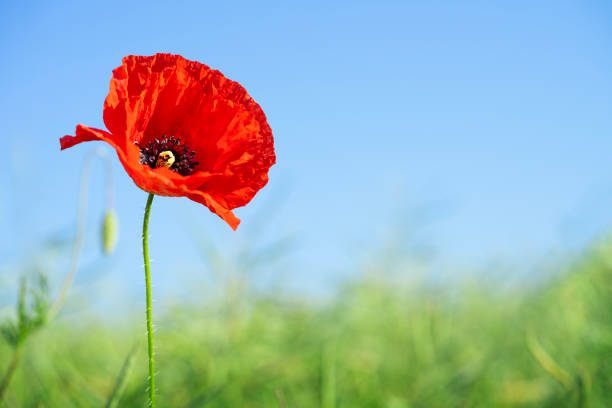 istock Wild poppy flower on natural green background. Selective focus, copy space. 1927086397