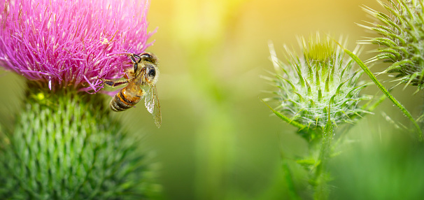 A bee collects pollen from a common thistle flower. Close up