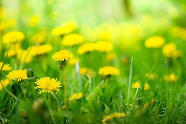 istock Yellow dandelions field, spring background. Close up 1927088503