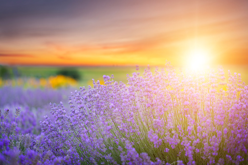 Blooming lavender flowers field on colorful sunset background. Copy space