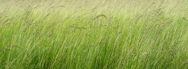istock Tall green grass background on the meadow. Selective focus 1927091129