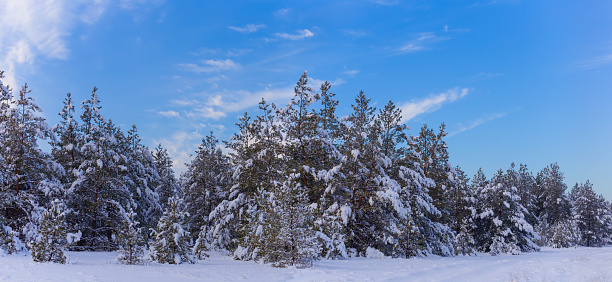 winter snowbound fir forest glade at the bright day
