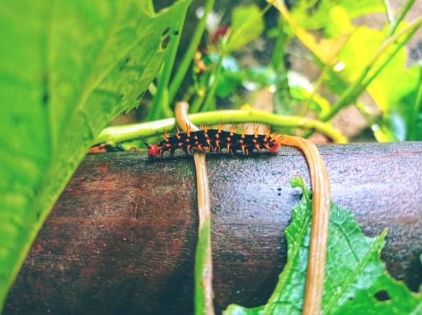 Hypolimnas bolina (great eggfly, blue moon butterfly)  - Caterpillar with Orange Spines