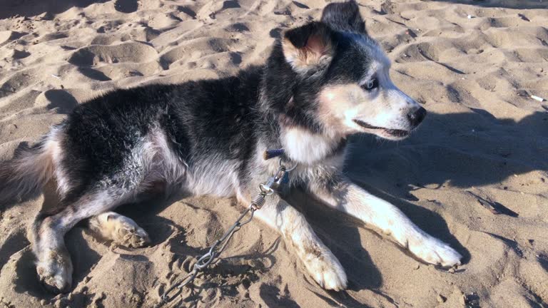 Golden and Husky mix dog on the beach