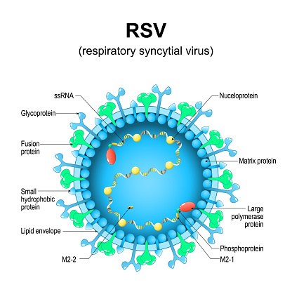 Respiratory syncytial virus. RSV structure. Close-up of a orthopneumovirus. Virion anatomy. Magnified of virus that causes infections of a human respiratory tract. Vector diagram