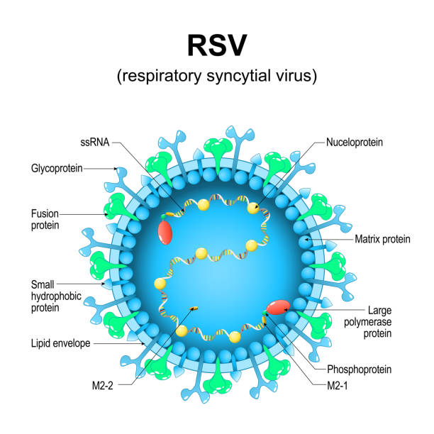 Respiratory syncytial virus. RSV structure. Close-up of a orthopneumovirus. Respiratory syncytial virus. RSV structure. Close-up of a orthopneumovirus. Virion anatomy. Magnified of virus that causes infections of a human respiratory tract. Vector diagram glycoprotein stock illustrations