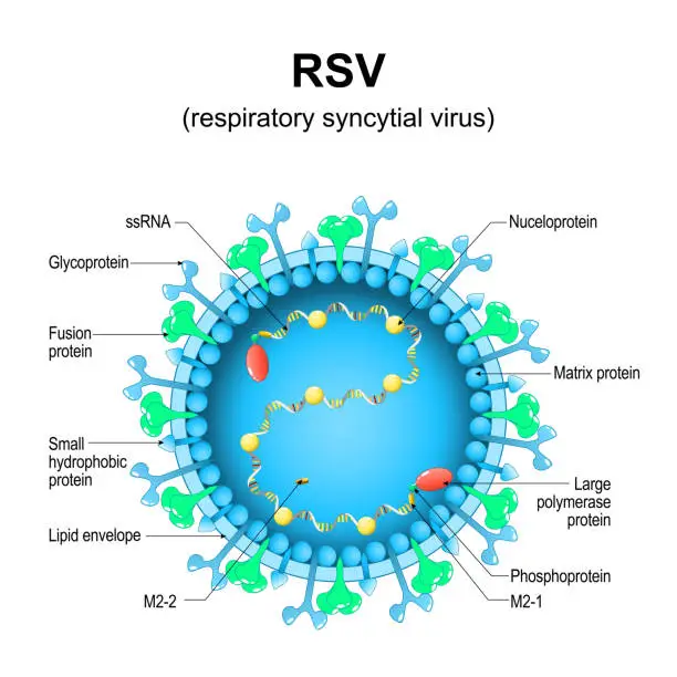 Vector illustration of Respiratory syncytial virus. RSV structure. Close-up of a orthopneumovirus.