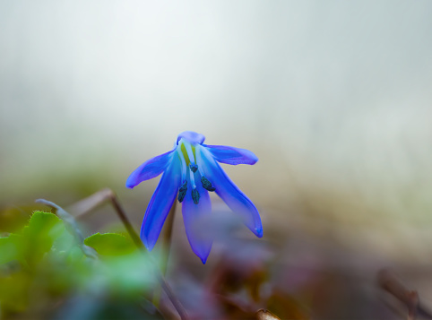 closeup heap of blue snowdrop flowers in forest, beautiful natural spring scene