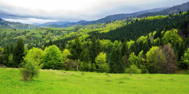 istock carpathian countryside scenery with forested mountains 1927115986