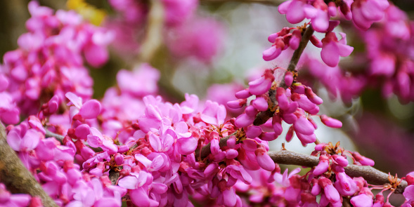 closeup of judas tree in blossom. spring nature background of redbud