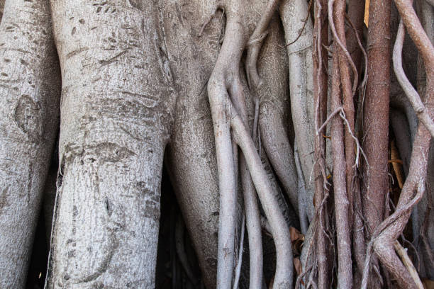 The trunk and roots of a tree close-up.