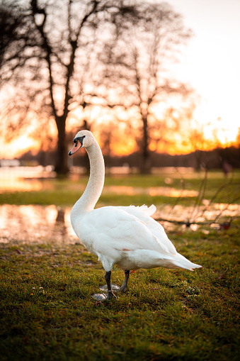 White swan standing out in park