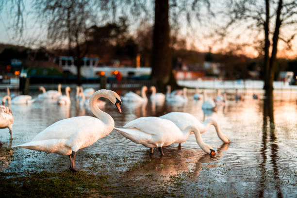 White swan standing out in park