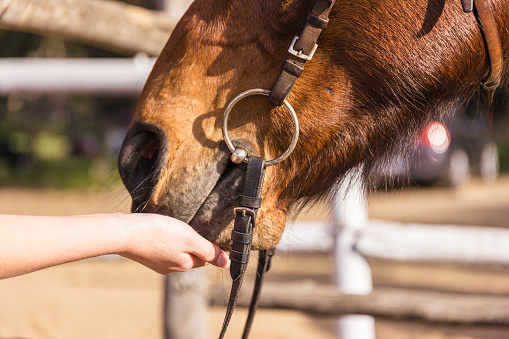 Close up image of a young girls hand feeding her horse