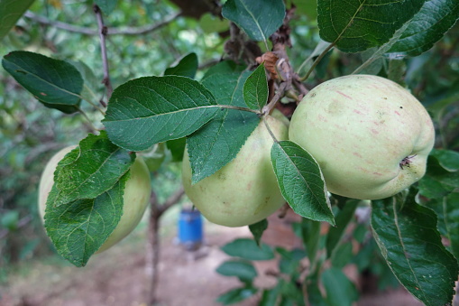 young green apples growing on the apple tree organic farming