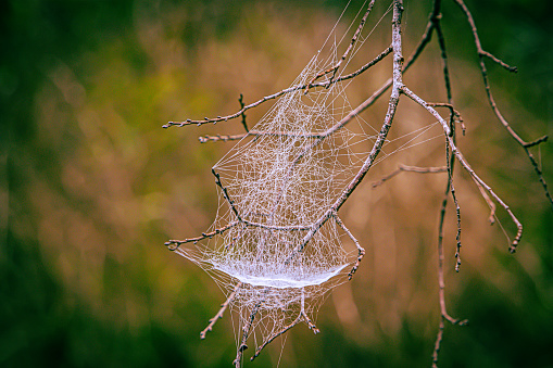 Spider web grows in nature reserve forest.