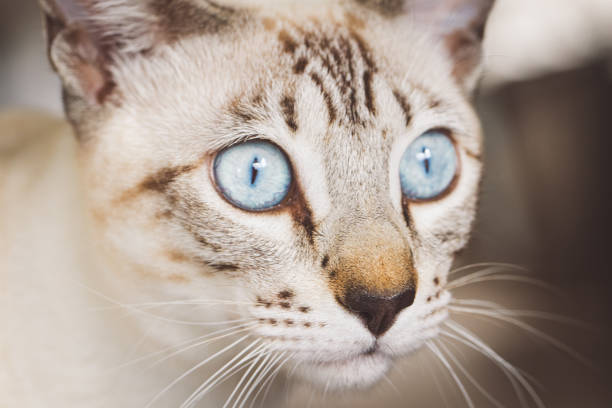 istock Snow Serengeti cat up close 1927139305