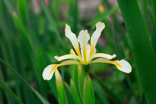 iris flowers, closeup of photo