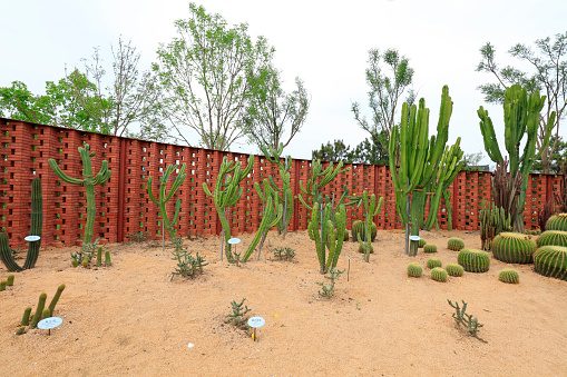 Cacti plant in a botanical garden