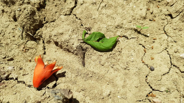istock Red plant and green leaf dropped on the ground 1927164728