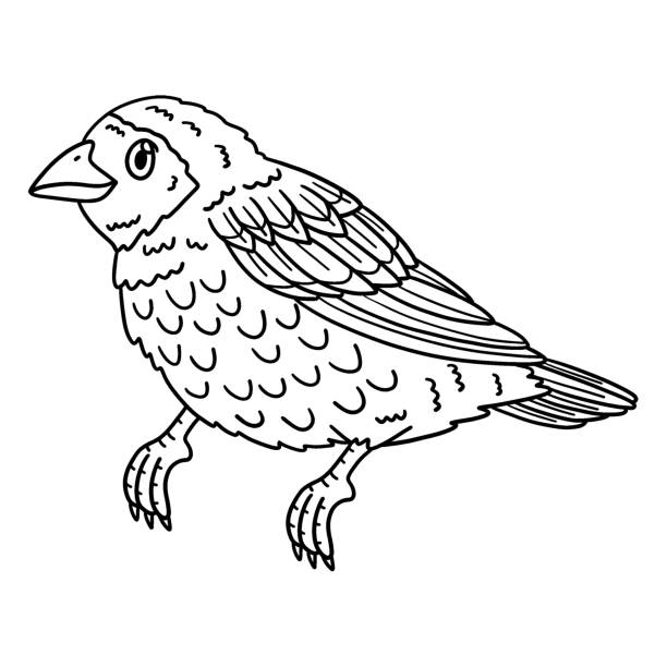 Red Billed Quelea Bird Isolated Coloring Page A cute and funny coloring page of a Red Billed Quelea Bird. Provides hours of coloring fun for children. To color, this page is very easy. Suitable for little kids and toddlers. red billed quelea stock illustrations