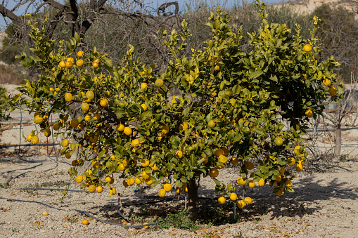 Árbol limonero lleno de limones maduros para cosechar.