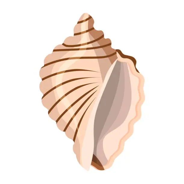 Vector illustration of Seashell in light colors, isolated on a white background.Vector illustration for summer designs.