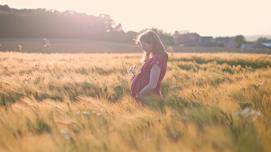 pregnant woman backlit in a field of swaying wheat moved by the wind