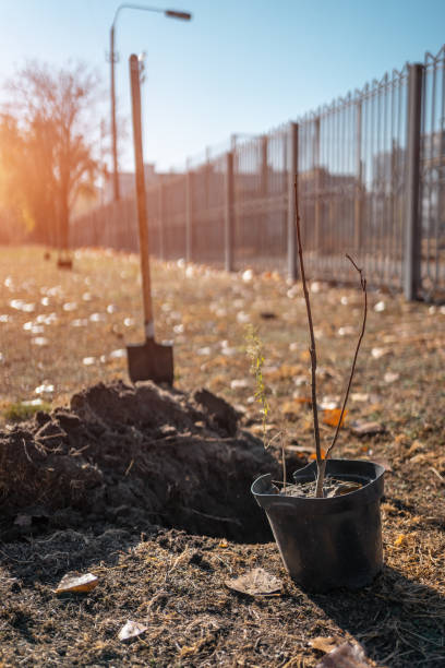 istock young tree sapling in pot for planting outdoor to preserve environment 1927224498