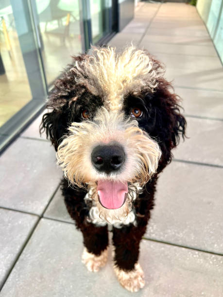 istock Black and White Happy Dog 1927232534