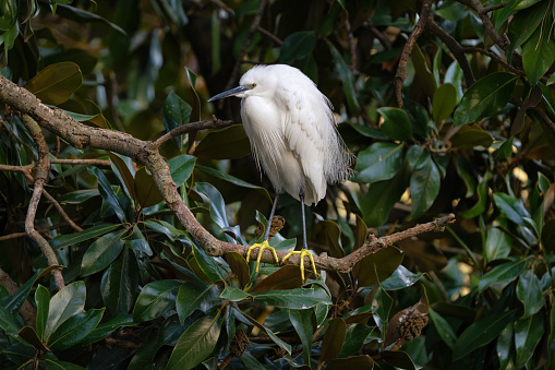 Little Egret perching on a branch by a small lake in the Villa Borghese Gardens