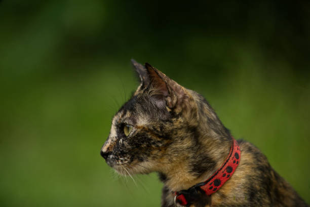 istock Cat cute animal pet background 1927238451