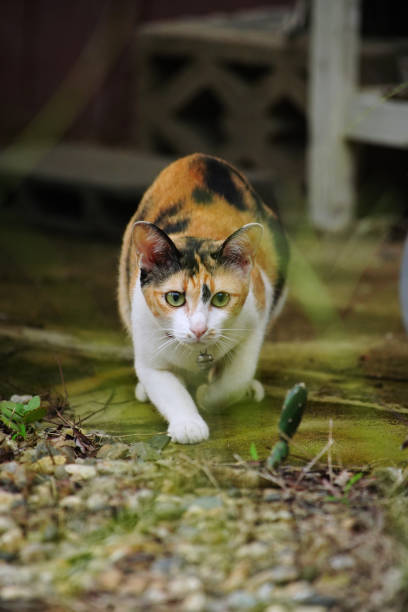 istock Cat cute animal pet background 1927238484