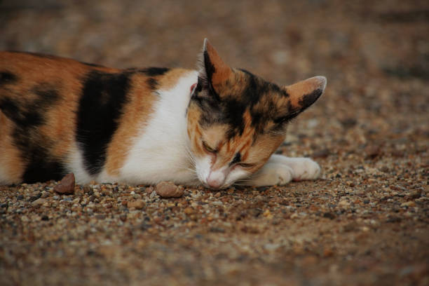 Cat cute animal pet background