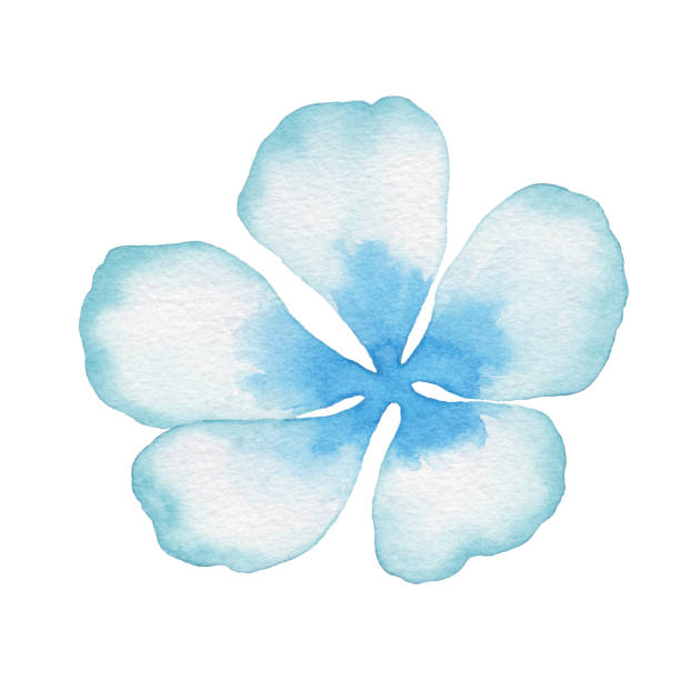 수채화 블루 블라썸 그라디언트 - blue close up white background flower head stock illustrations