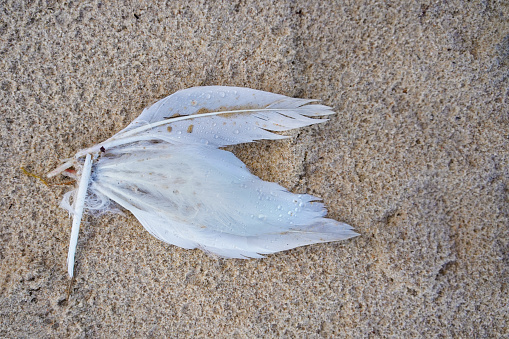 A single white feather on sand