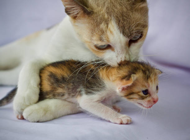 istock Mother cat and kittens are playing cutely together 1927246961