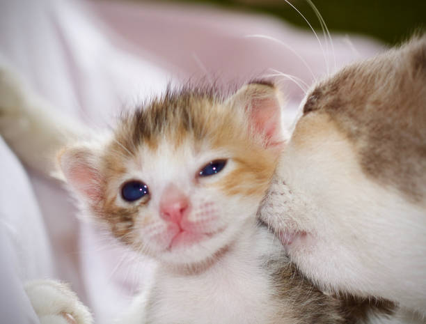 Someone Holding a Kitten