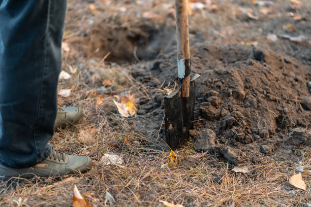 istock planting new trees with gardening tools or man with shovel digging ground 1927252845