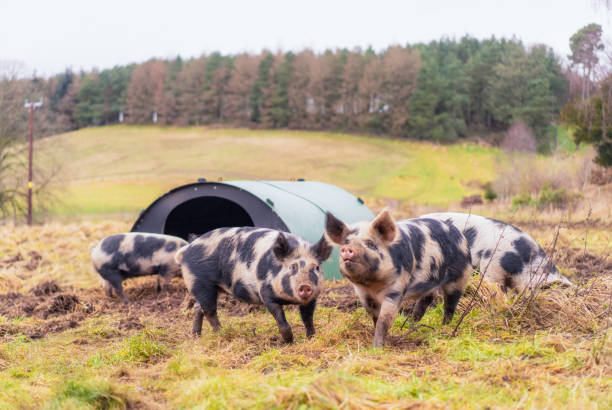istock Group of free-range pigs 1927253034