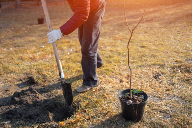 istock planting new trees with gardening tools or man with shovel digging ground 1927253929